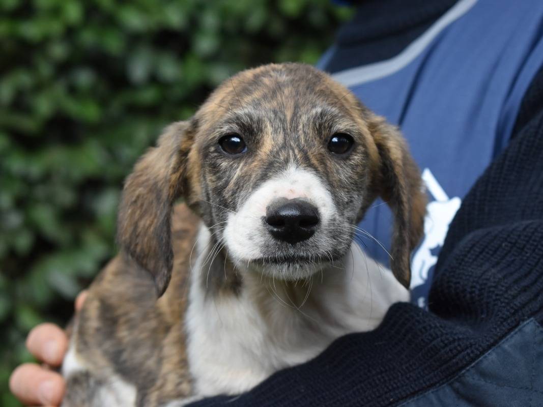 Adozione cane, femmina, Razza sconosciuta Razza sconosciuta, 1 mesi, taglia media, Roma