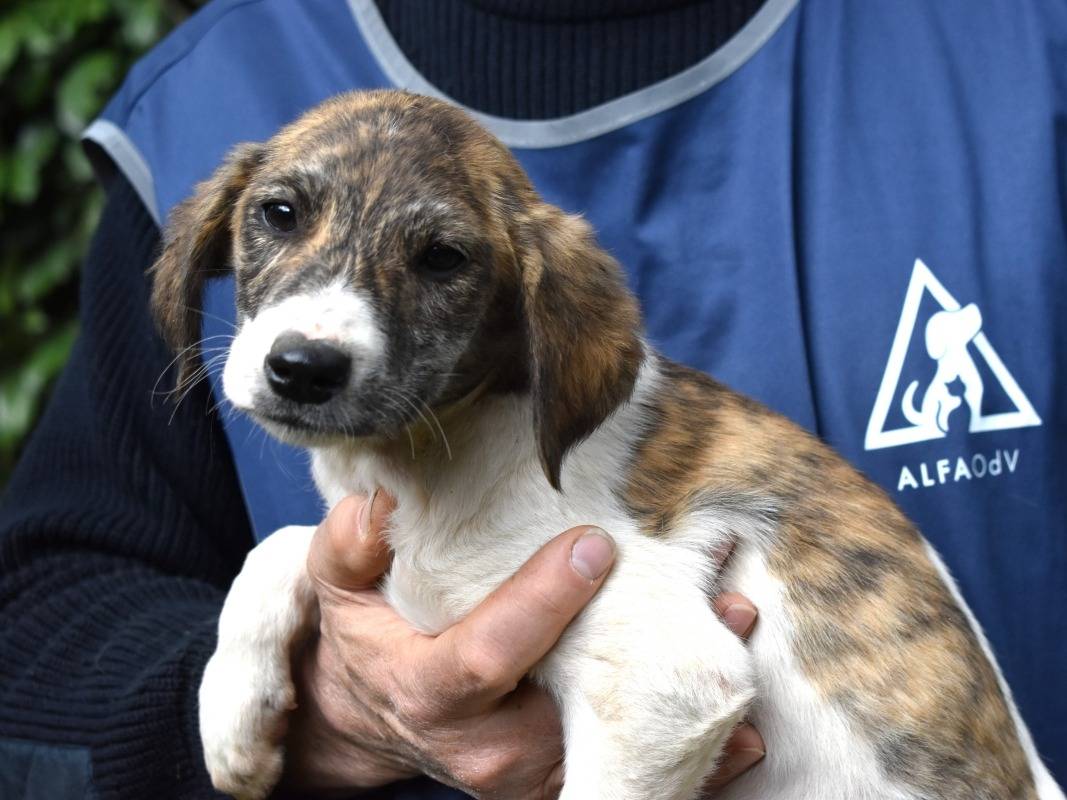 Vuoi adottare un cane a Roma?