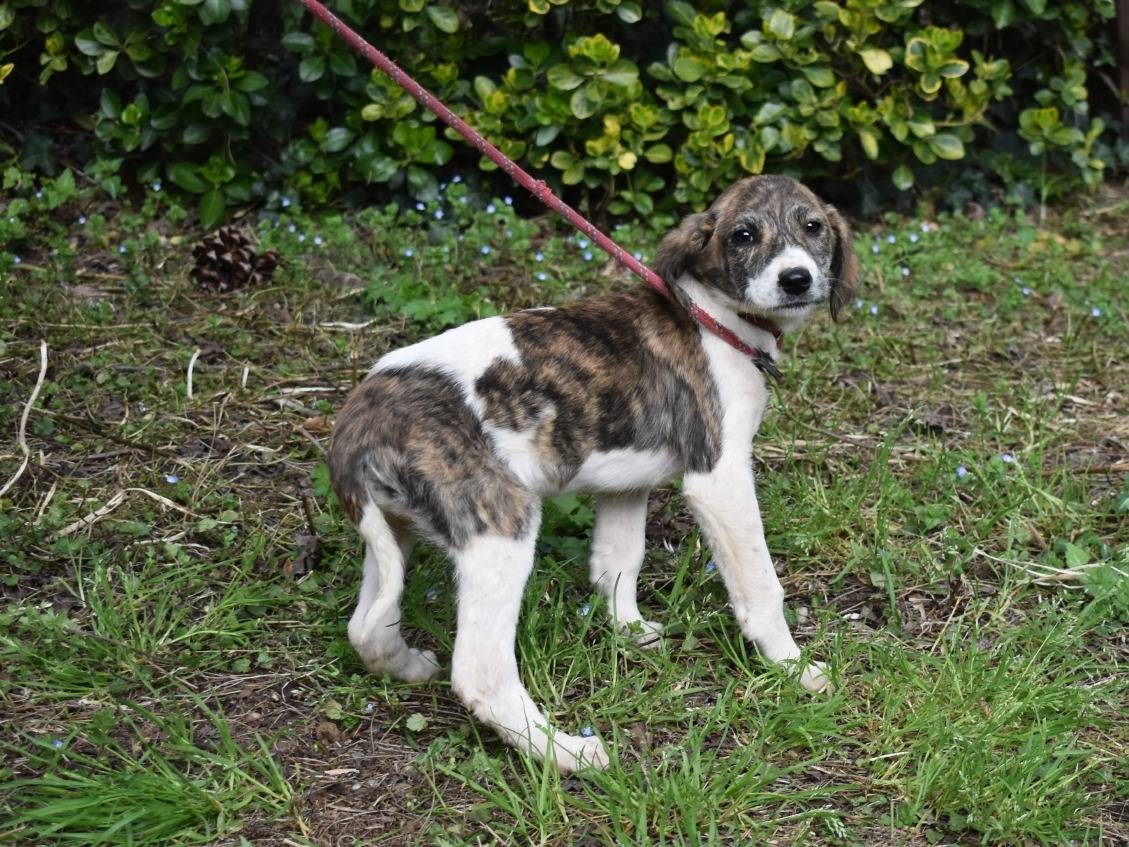 Adotta il cane THAVINE a Roma