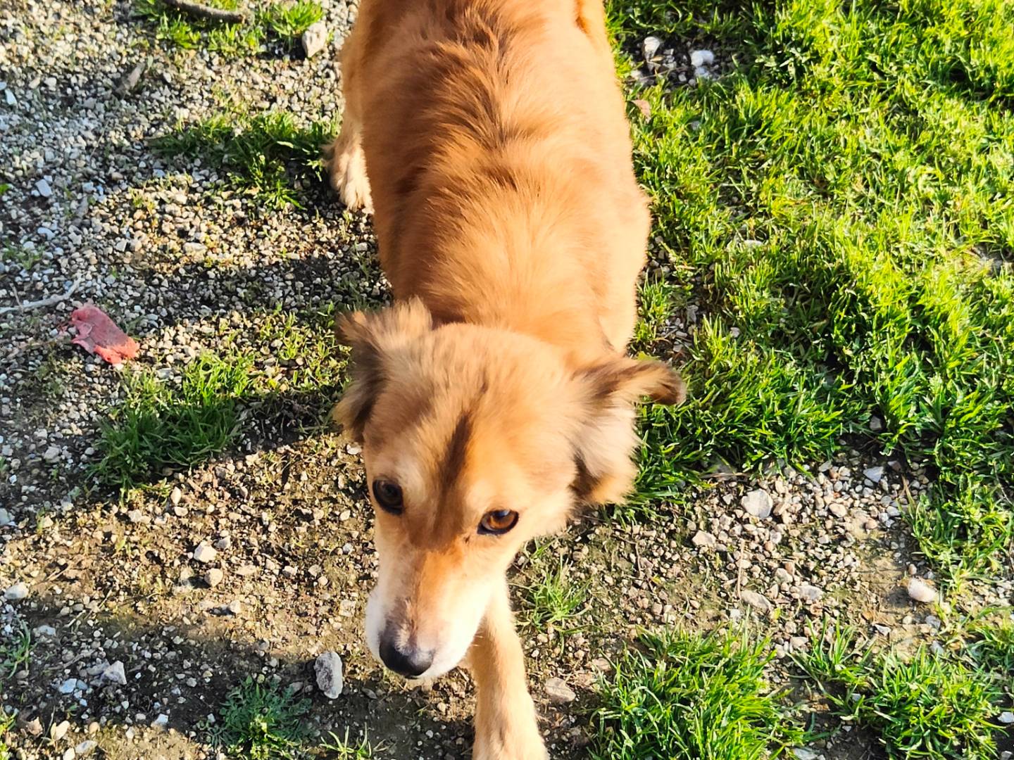 Adozione cane, maschio, Razza sconosciuta Razza sconosciuta, 3 anni e 2 mesi, taglia piccola, Cuneo