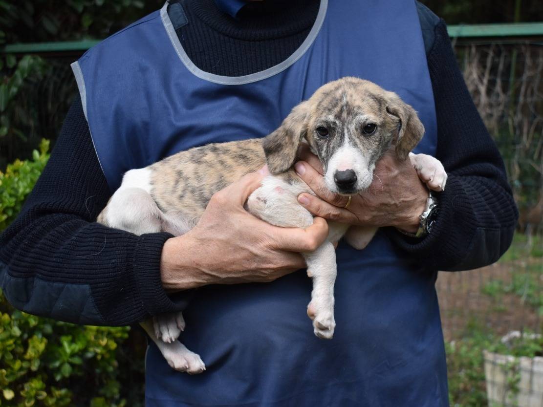 Vuoi adottare un cane a Roma?