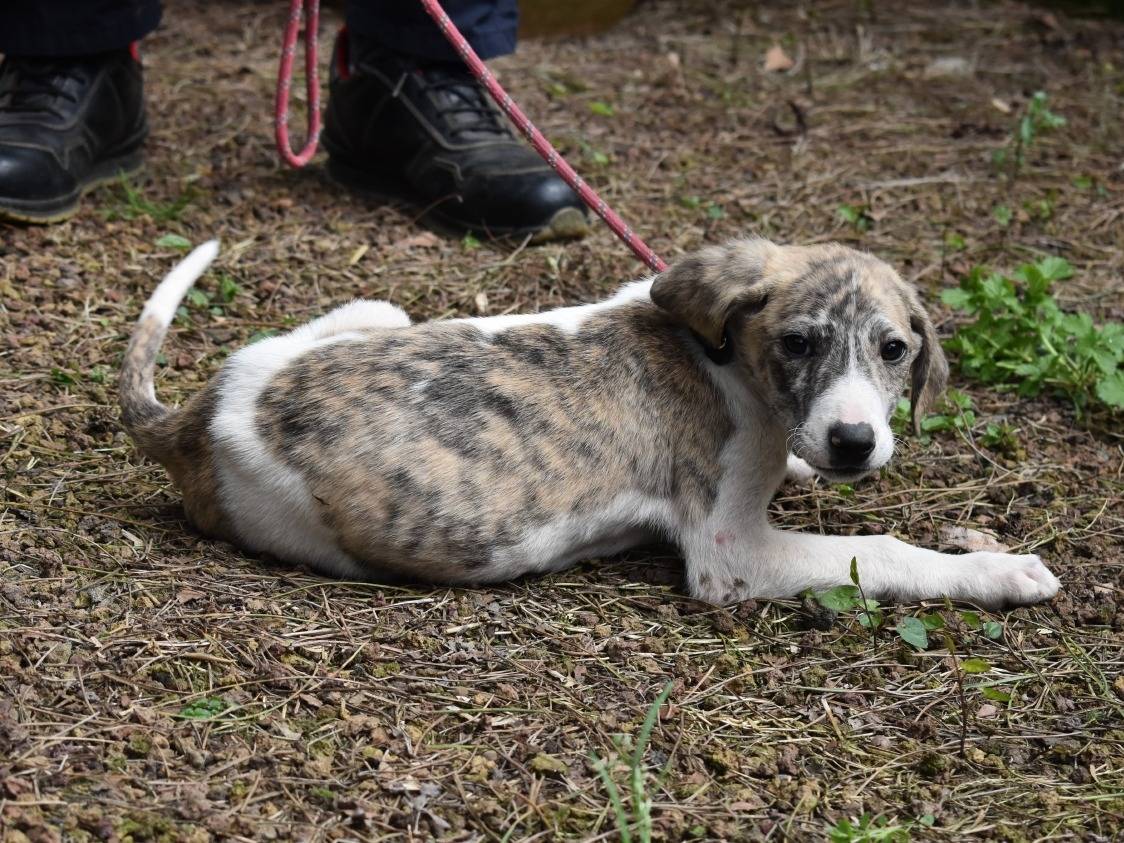 Adotta il cane TIRIEL a Roma