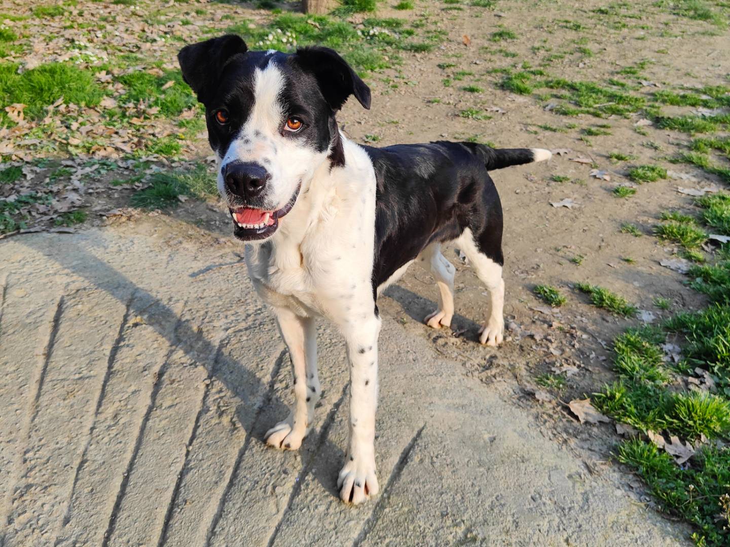 Vuoi adottare un cane a Cuneo?