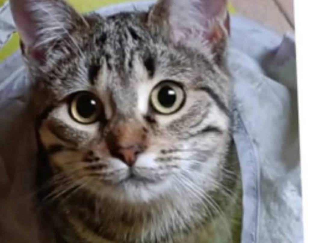 Adozione gatto, femmina, Razza sconosciuta Razza sconosciuta, 10 mesi, taglia non valida, Milano