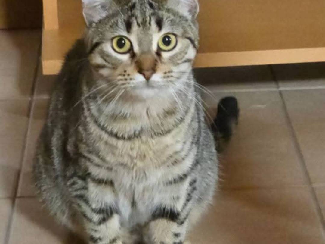 Adotta un gatto, femmina, 10 mesi, Milano