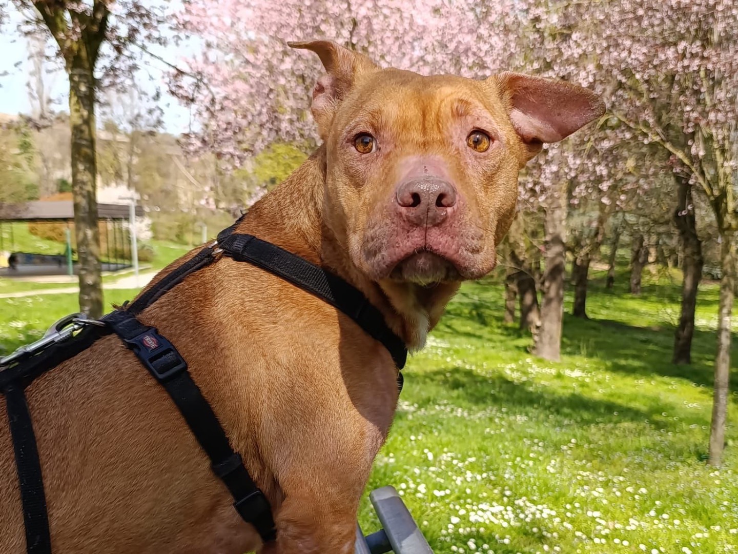 Adozione cane, femmina, Pitbull Razza sconosciuta, 6 anni e 10 mesi, taglia media contenuta, Bologna