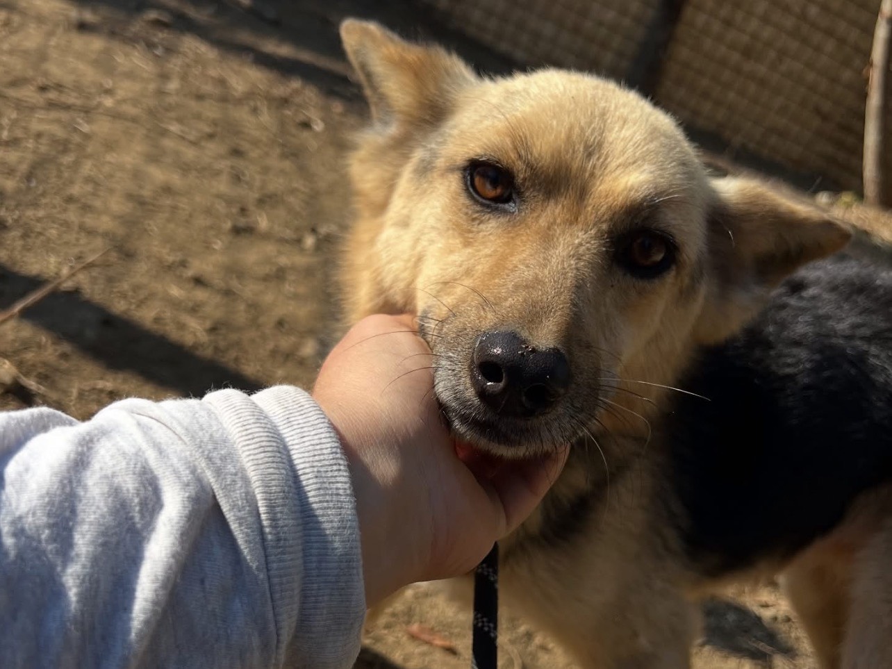 Adozione cane, femmina, Razza sconosciuta Razza sconosciuta, 8 anni e 1 mese, taglia piccola, Roma