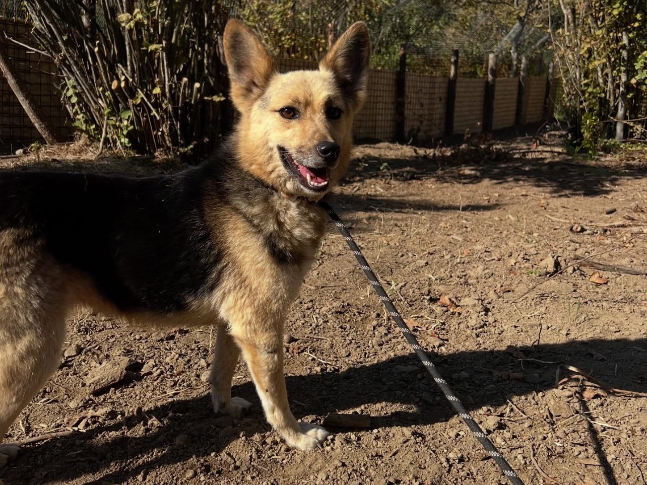 Adotta un cane, taglia piccola, femmina, Roma
