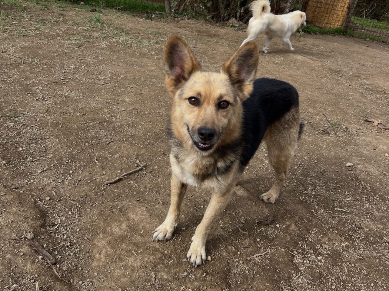 Vuoi adottare un cane a Roma?