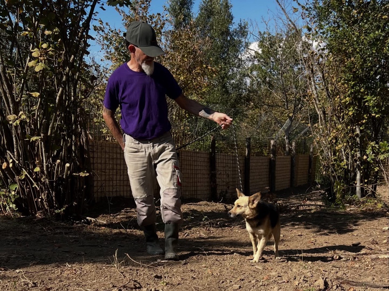 Adotta il cane Pippi a Roma