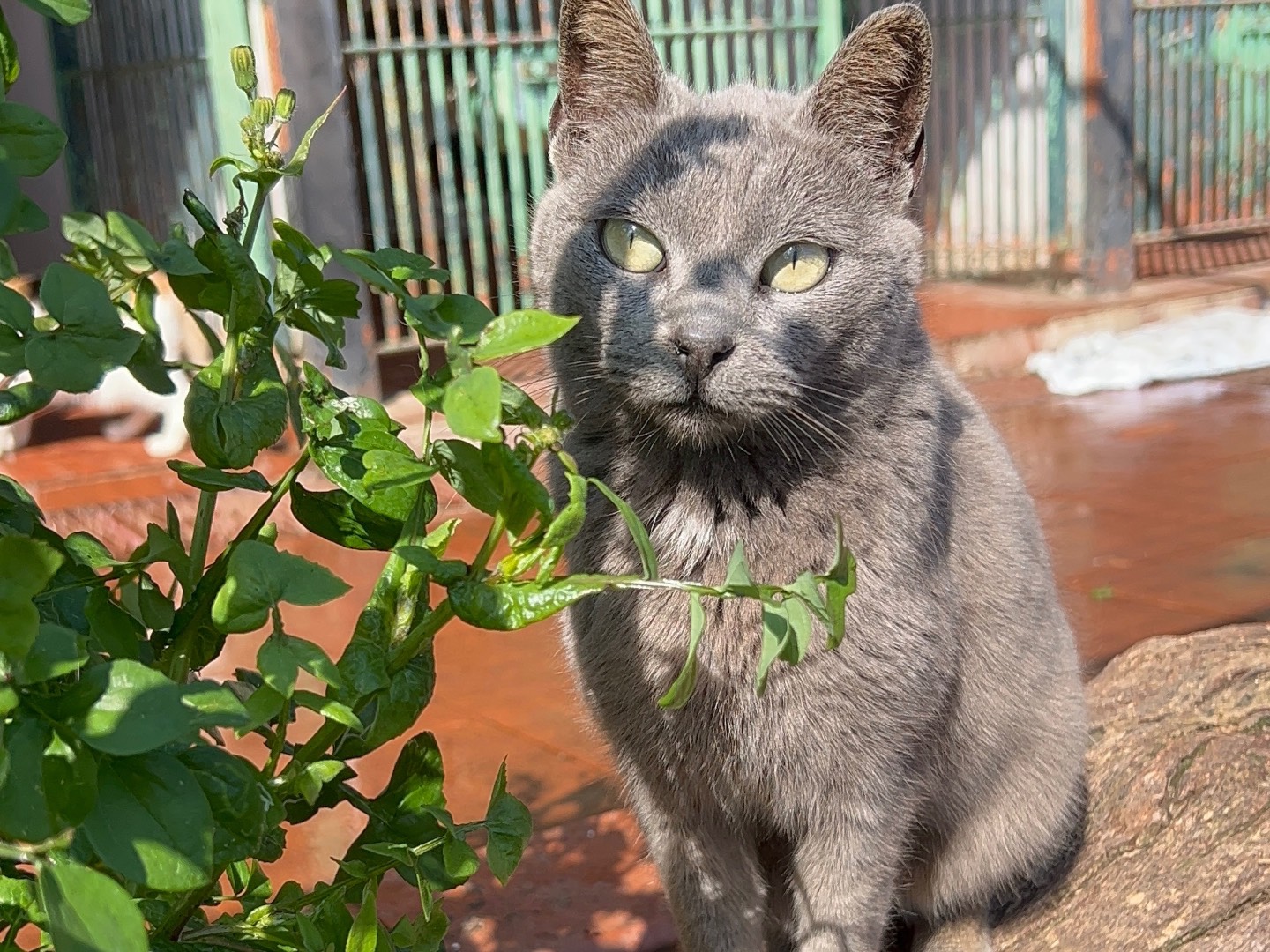 Adozione gatto, femmina, Razza sconosciuta Razza sconosciuta, 4 anni e 5 mesi, taglia non valida, Messina
