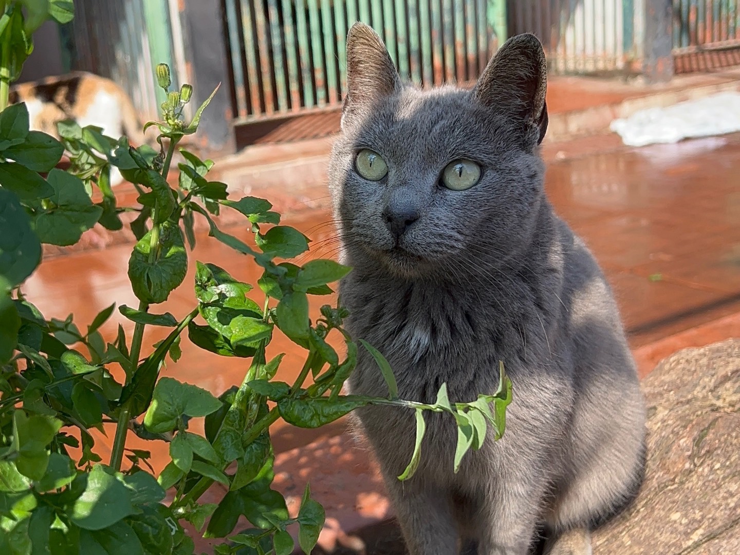 Adotta un gatto, femmina, 4 anni e 5 mesi, Messina