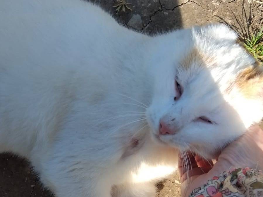 Vuoi adottare un gatto a Barletta?