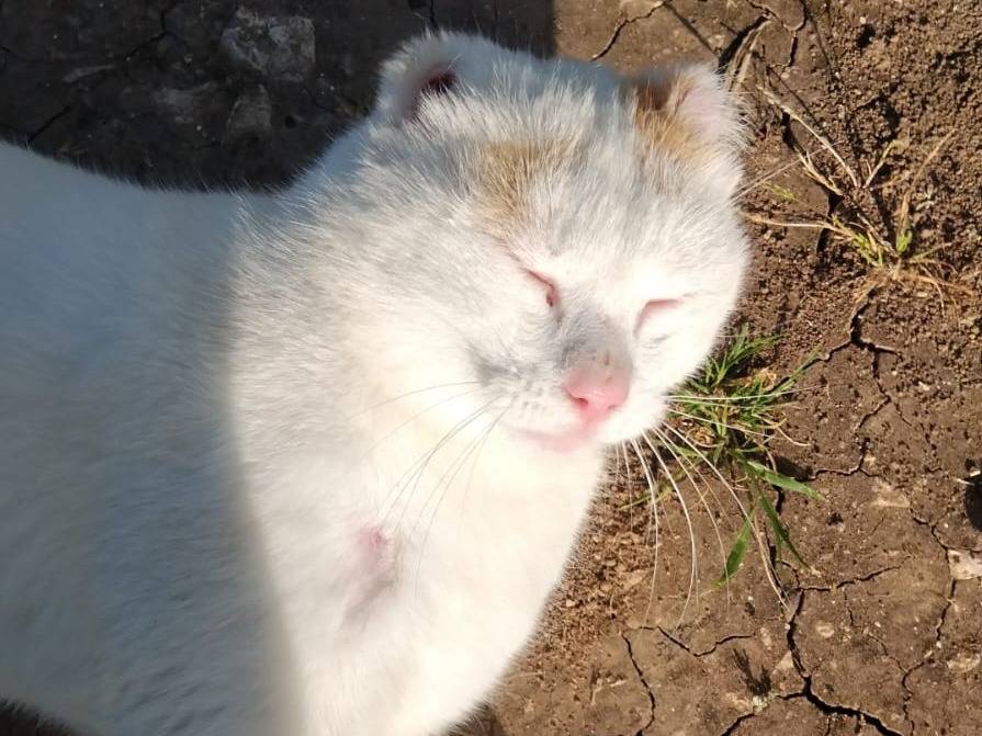 Adotta il gatto UBER a Barletta