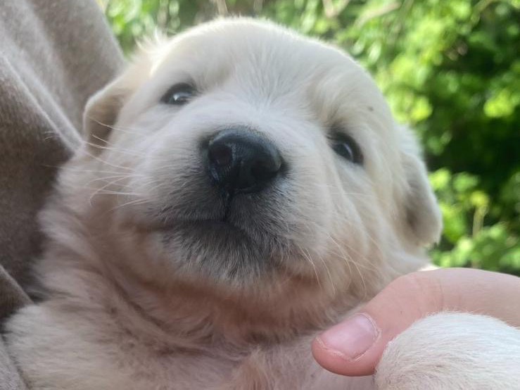 Vuoi adottare un cane a Roma?