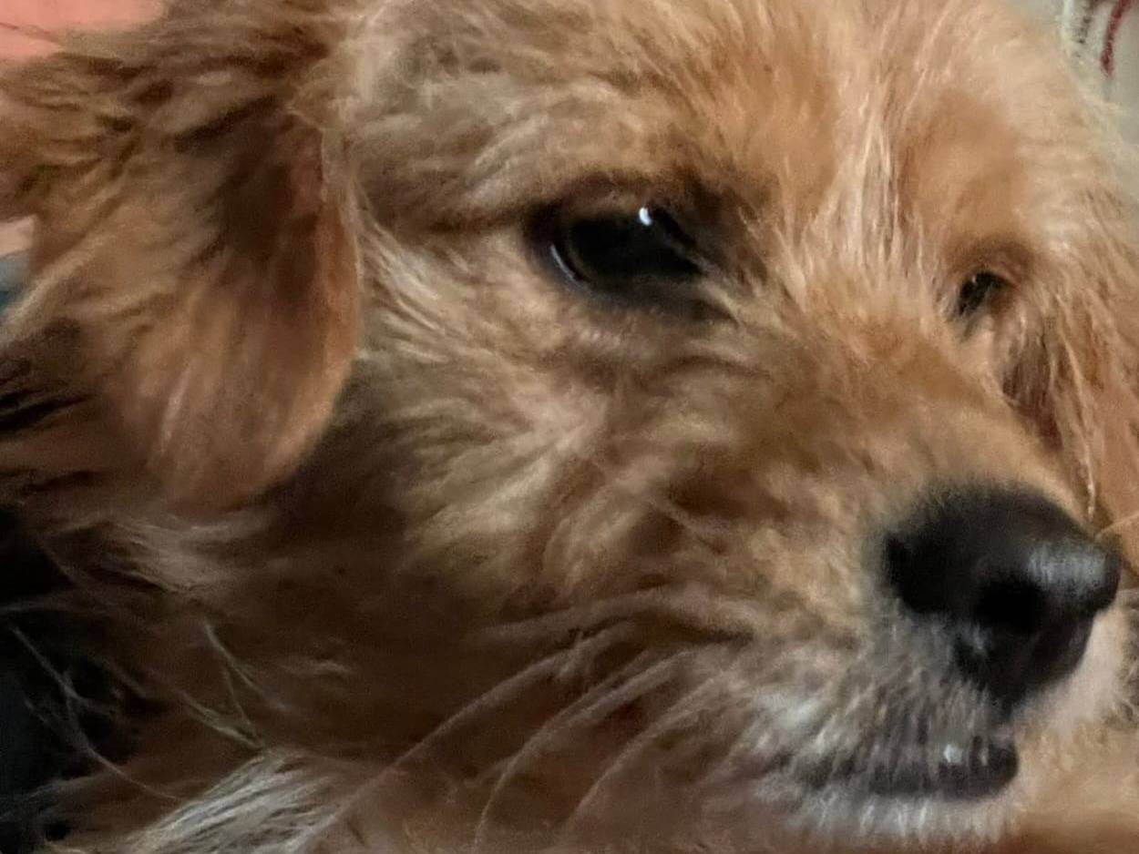 Adozione cane, femmina, Razza sconosciuta Razza sconosciuta, 3 anni e 1 mese, taglia piccola, Bologna