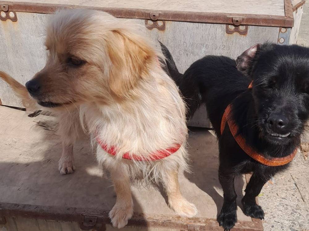 Adotta un cane, taglia piccola, femmina, Bologna