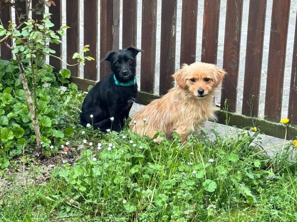 Vuoi adottare un cane a Bologna?