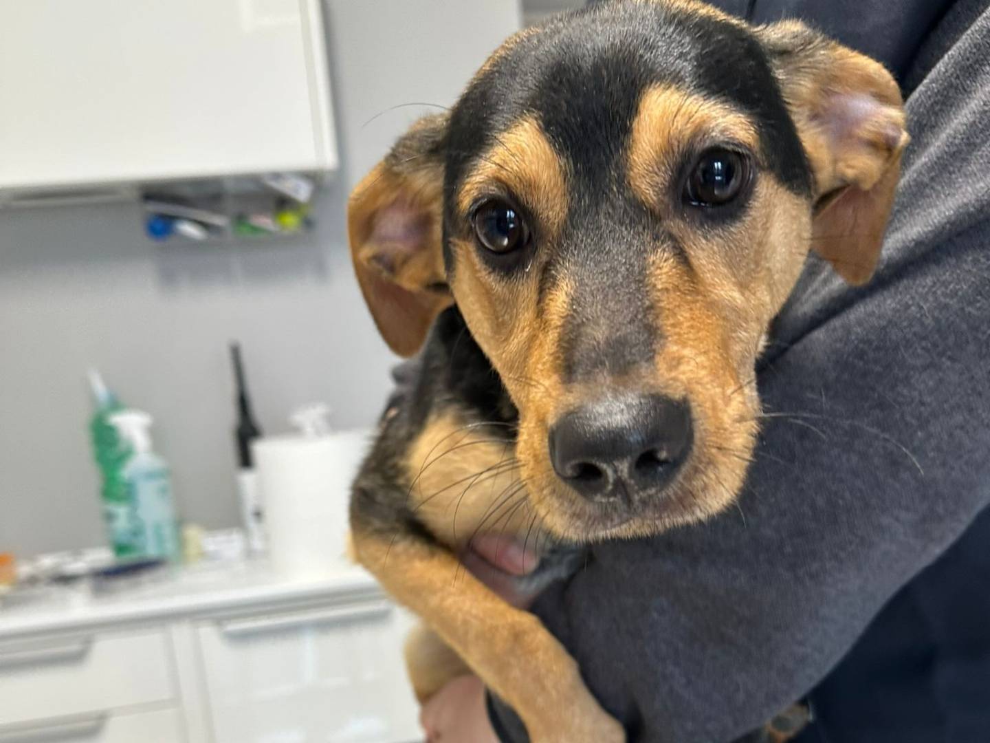 Adozione cane, femmina, Razza sconosciuta Razza sconosciuta, 5 mesi, taglia media contenuta, Avellino