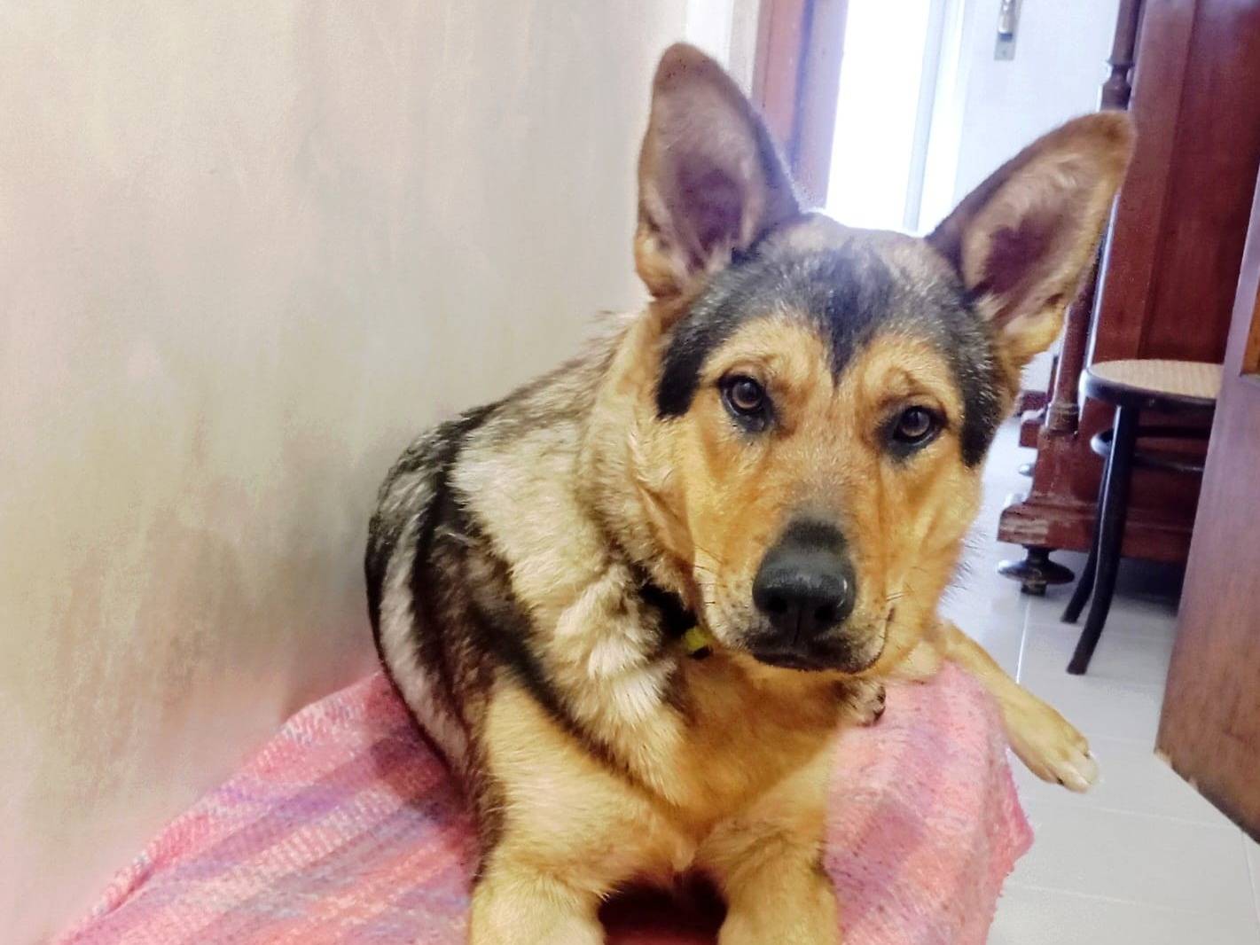 Adozione cane, femmina, Razza sconosciuta Razza sconosciuta, 1 anno e 9 mesi, taglia media, Barletta