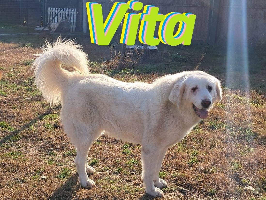 Adozione cane, femmina, Razza sconosciuta Razza sconosciuta, 3 anni e 2 mesi, taglia media, Mantova