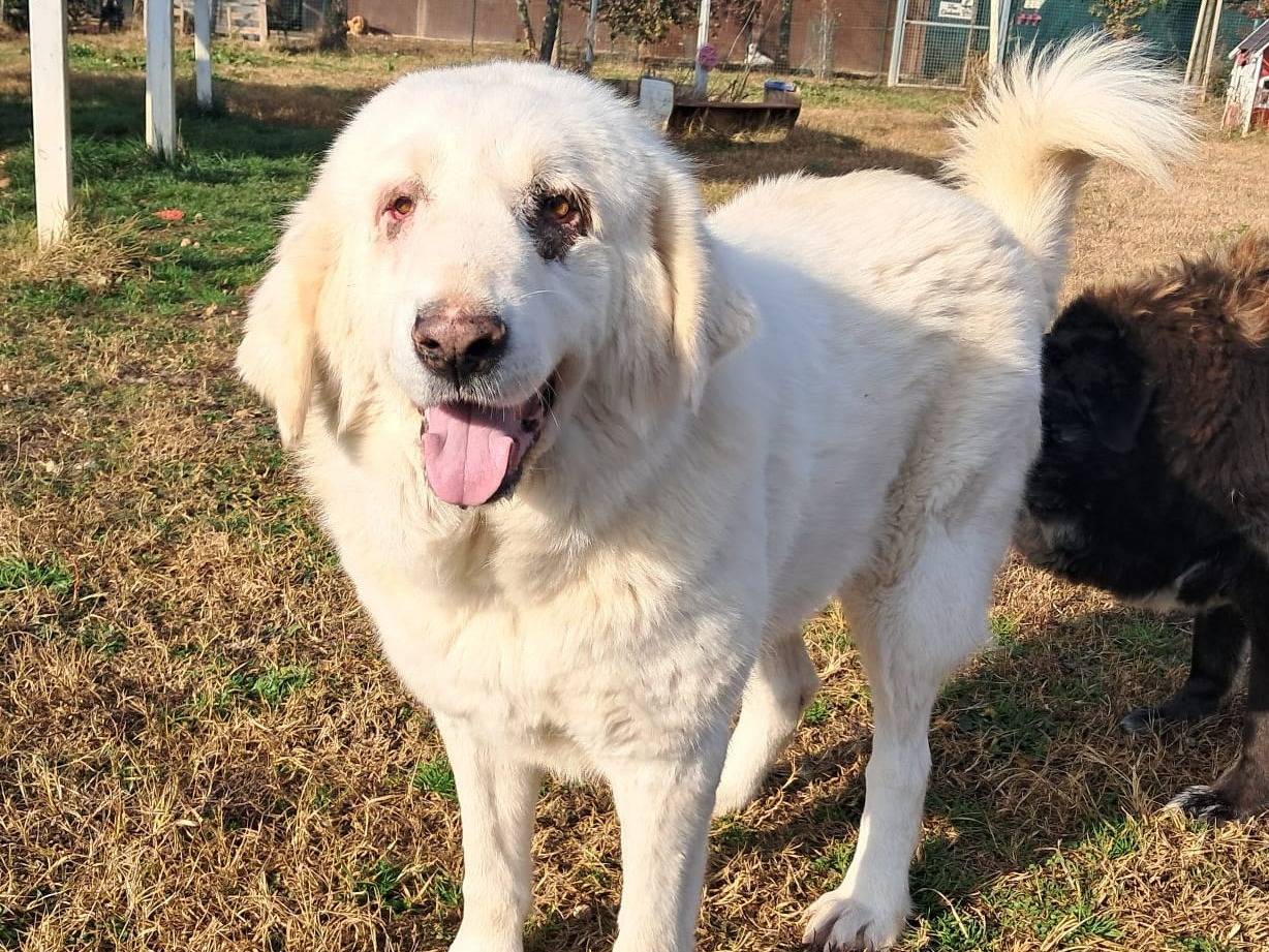 Adotta un cane, taglia media, femmina, Mantova