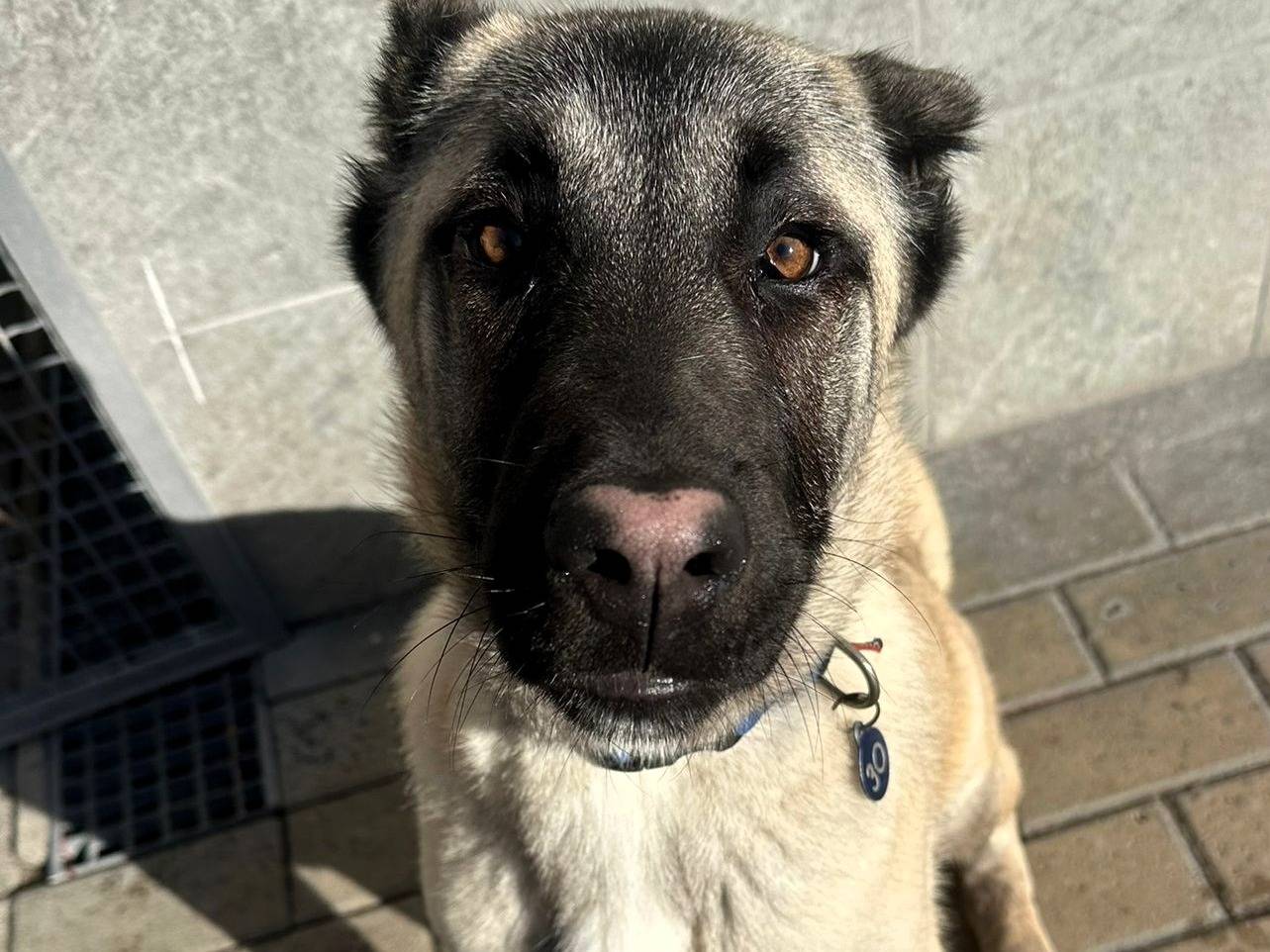 Adotta un cane, femmina, 8 mesi, Milano