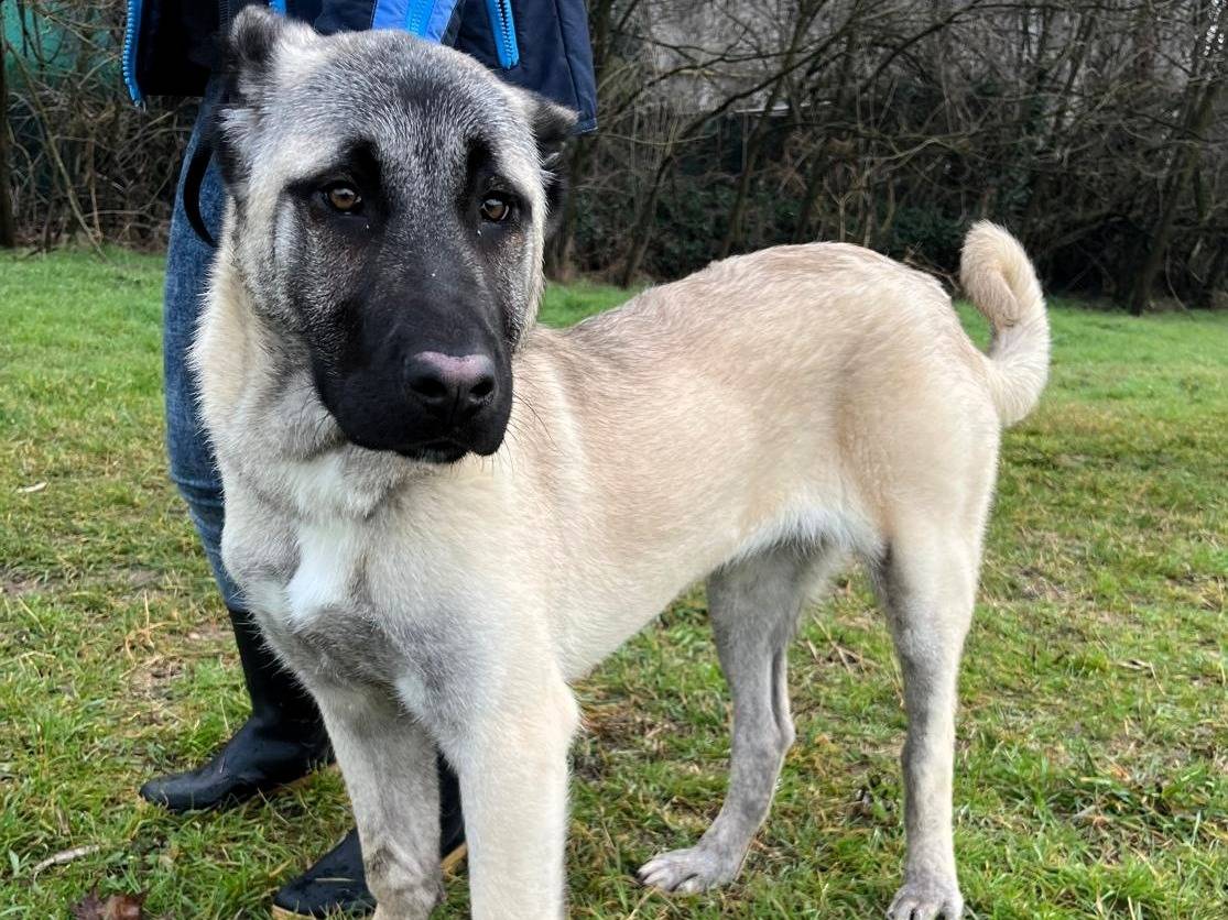 Adotta un cane, taglia grande, femmina, Milano