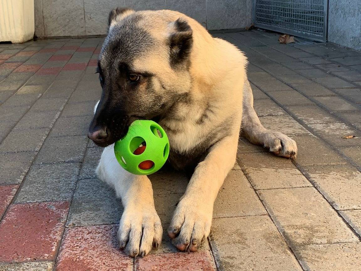 Vuoi adottare un cane a Milano?