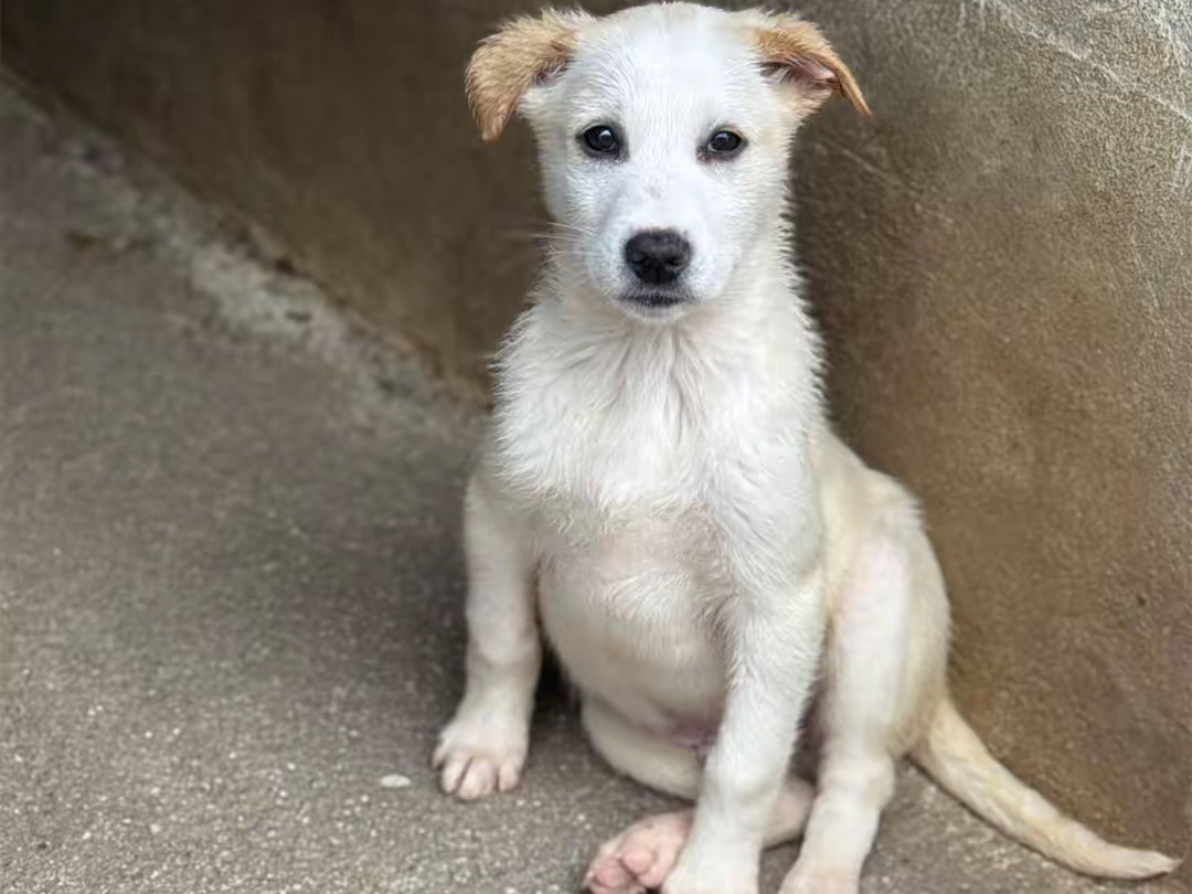 Adozione cane, maschio, Razza sconosciuta Razza sconosciuta, 2 mesi, taglia media, Salerno