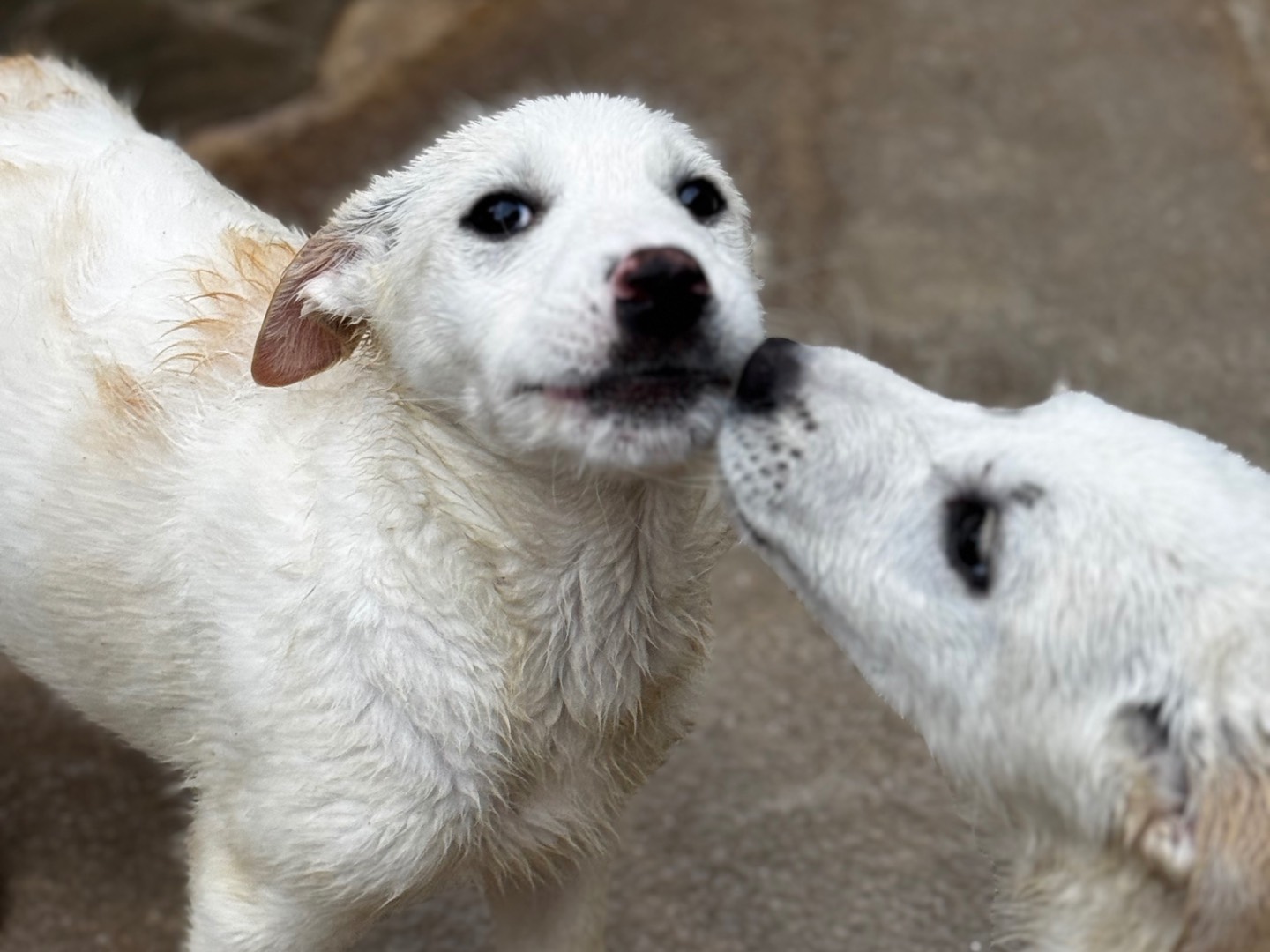Adotta un cane, maschio, 2 mesi, Salerno