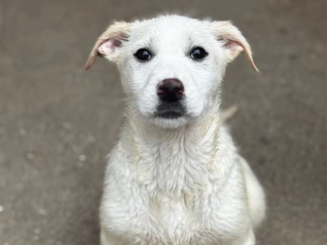 Adozione cane, femmina, Razza sconosciuta Razza sconosciuta, 2 mesi, taglia media, Salerno