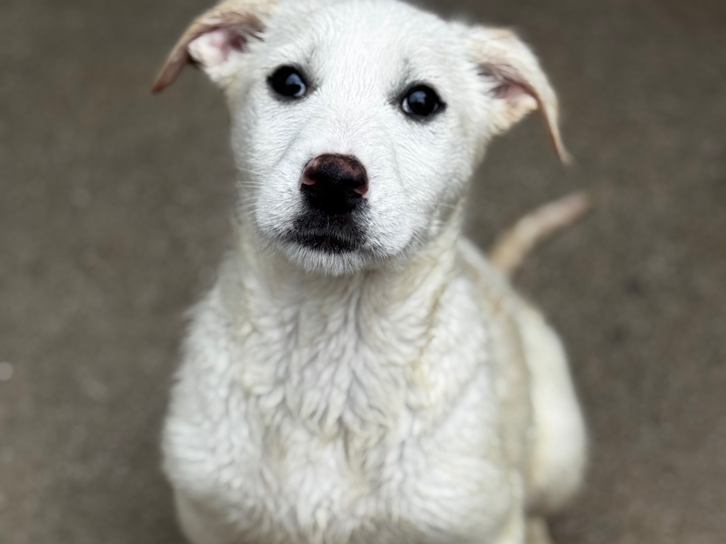Adotta un cane, femmina, 2 mesi, Salerno