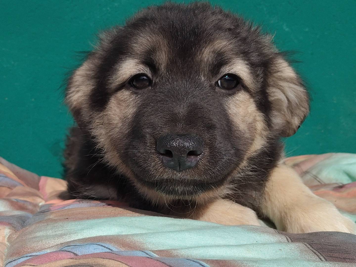 Adozione cane, femmina, Razza sconosciuta Razza sconosciuta, 2 mesi, taglia media, Torino