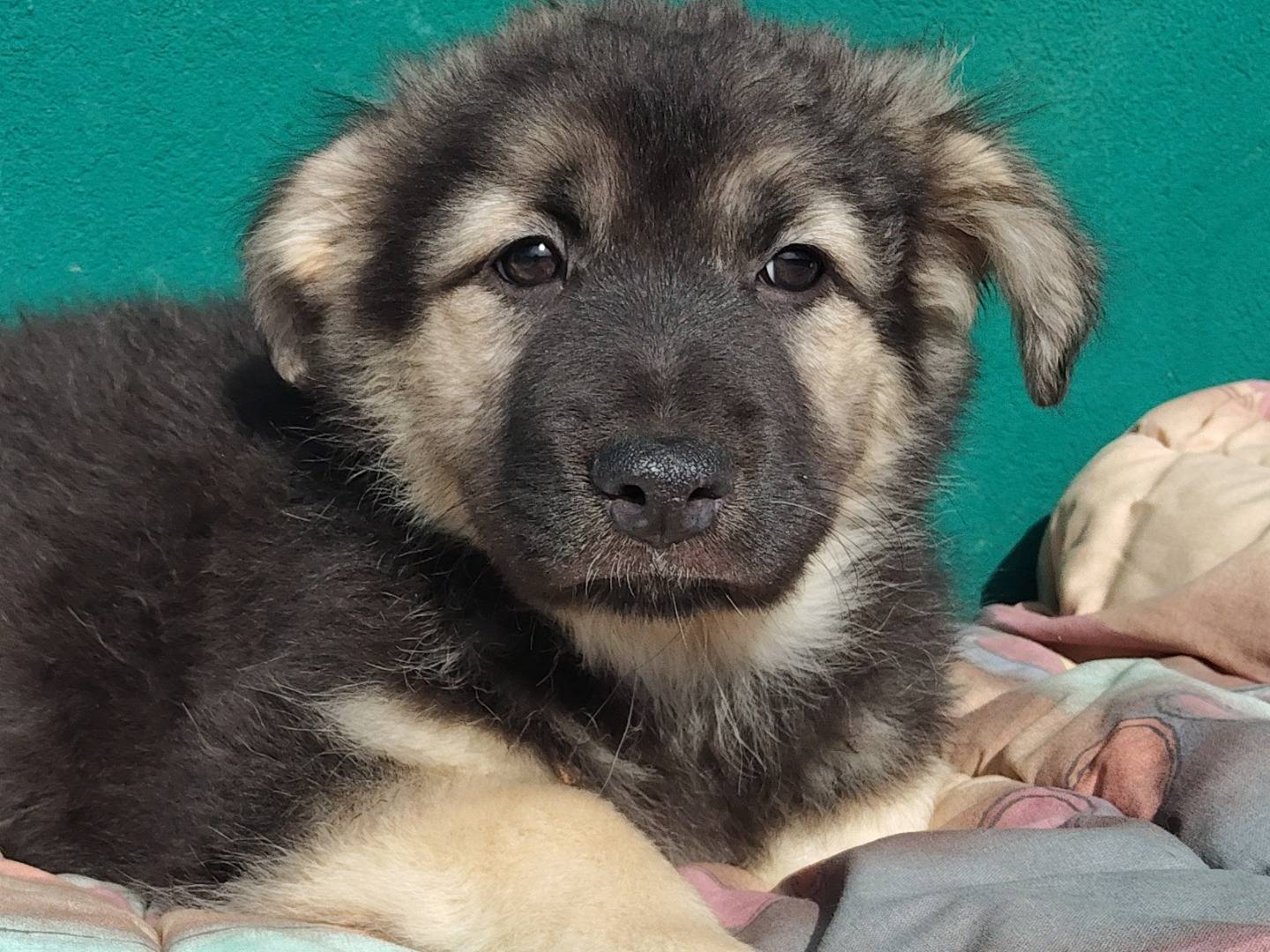 Adotta un cane, femmina, 2 mesi, Torino