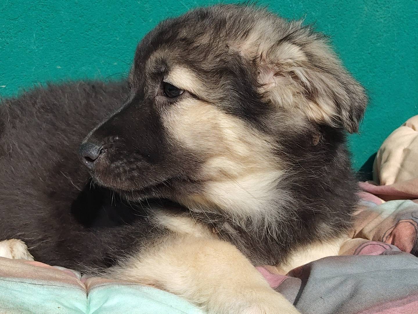 Vuoi adottare un cane a Torino?