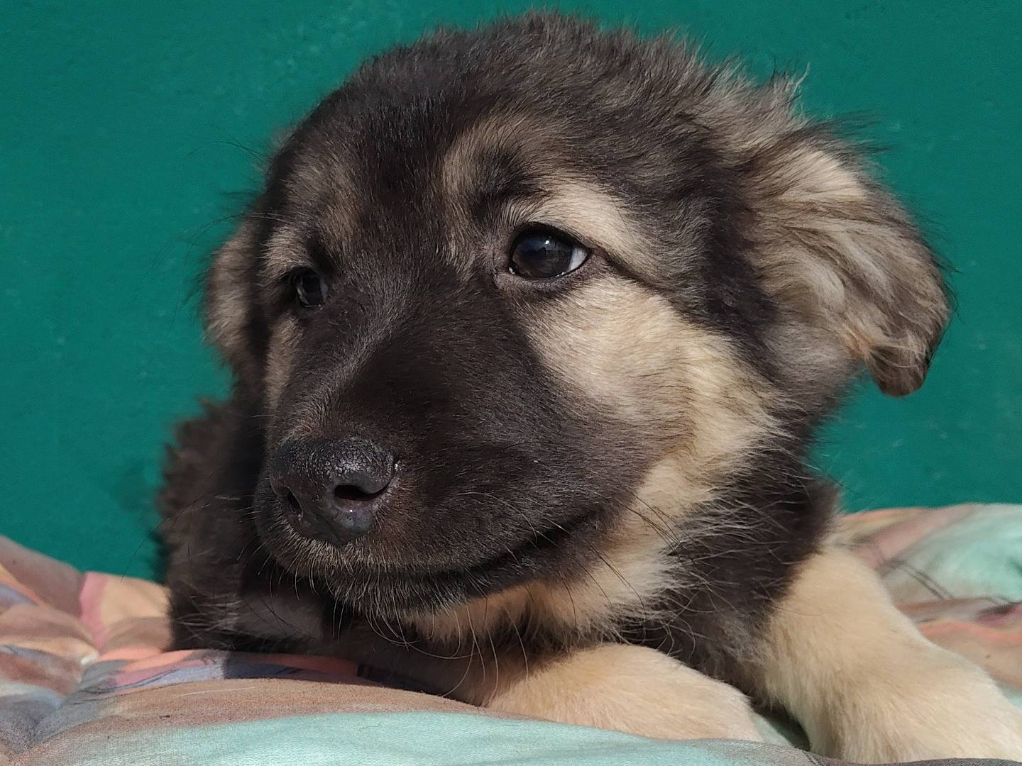 Adotta il cane RUNA a Torino