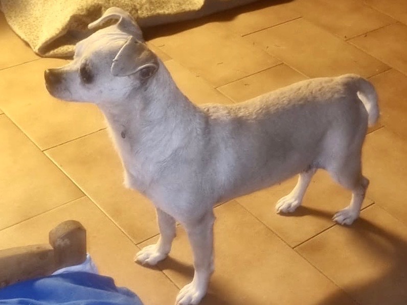 Adozione cane, femmina, Pinscher Razza sconosciuta, 4 anni e 7 mesi, taglia piccola, Milano