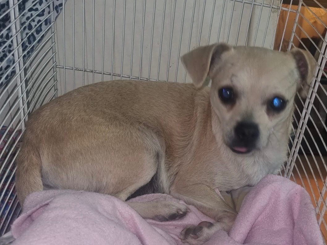 Adotta un cane, femmina, 4 anni e 7 mesi, Milano