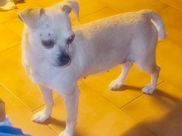 Adotta un cane, taglia piccola, femmina, Milano