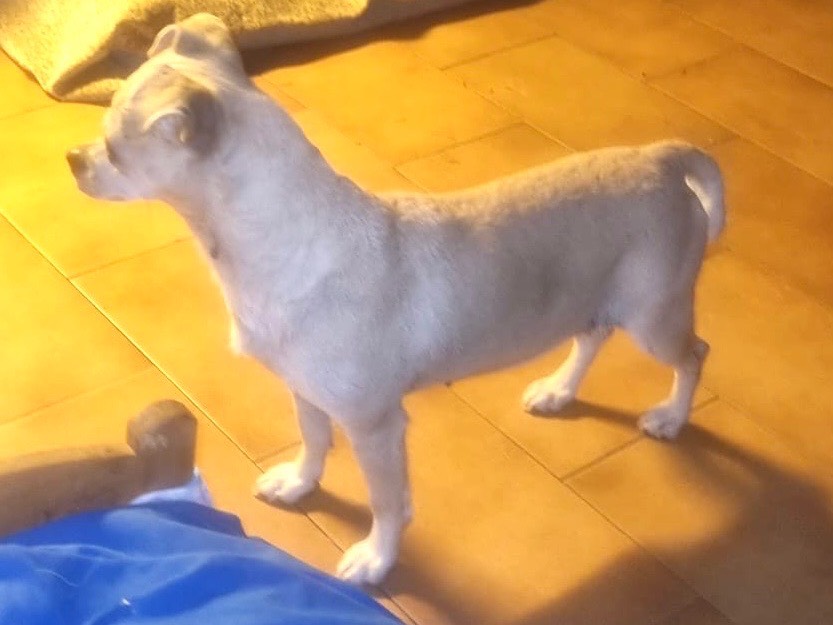 Vuoi adottare un cane a Milano?