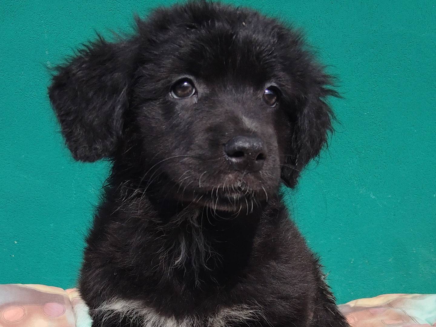 Adotta un cane, femmina, 2 mesi, La