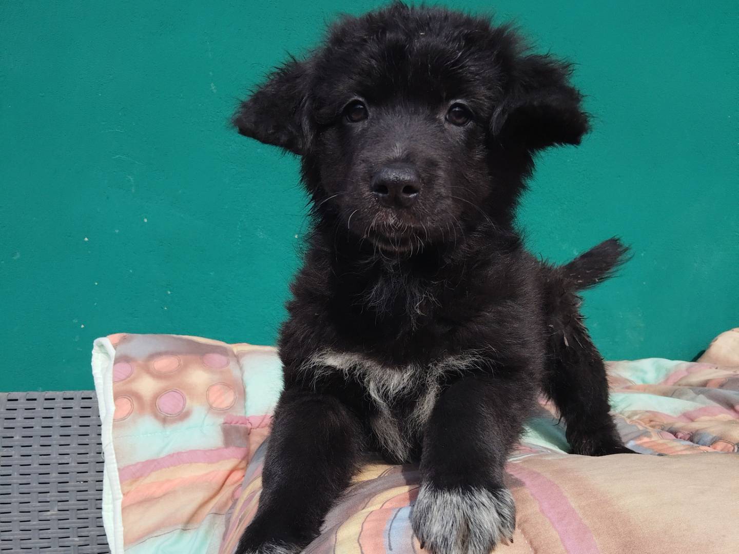 Adotta un cane, taglia media, femmina, La