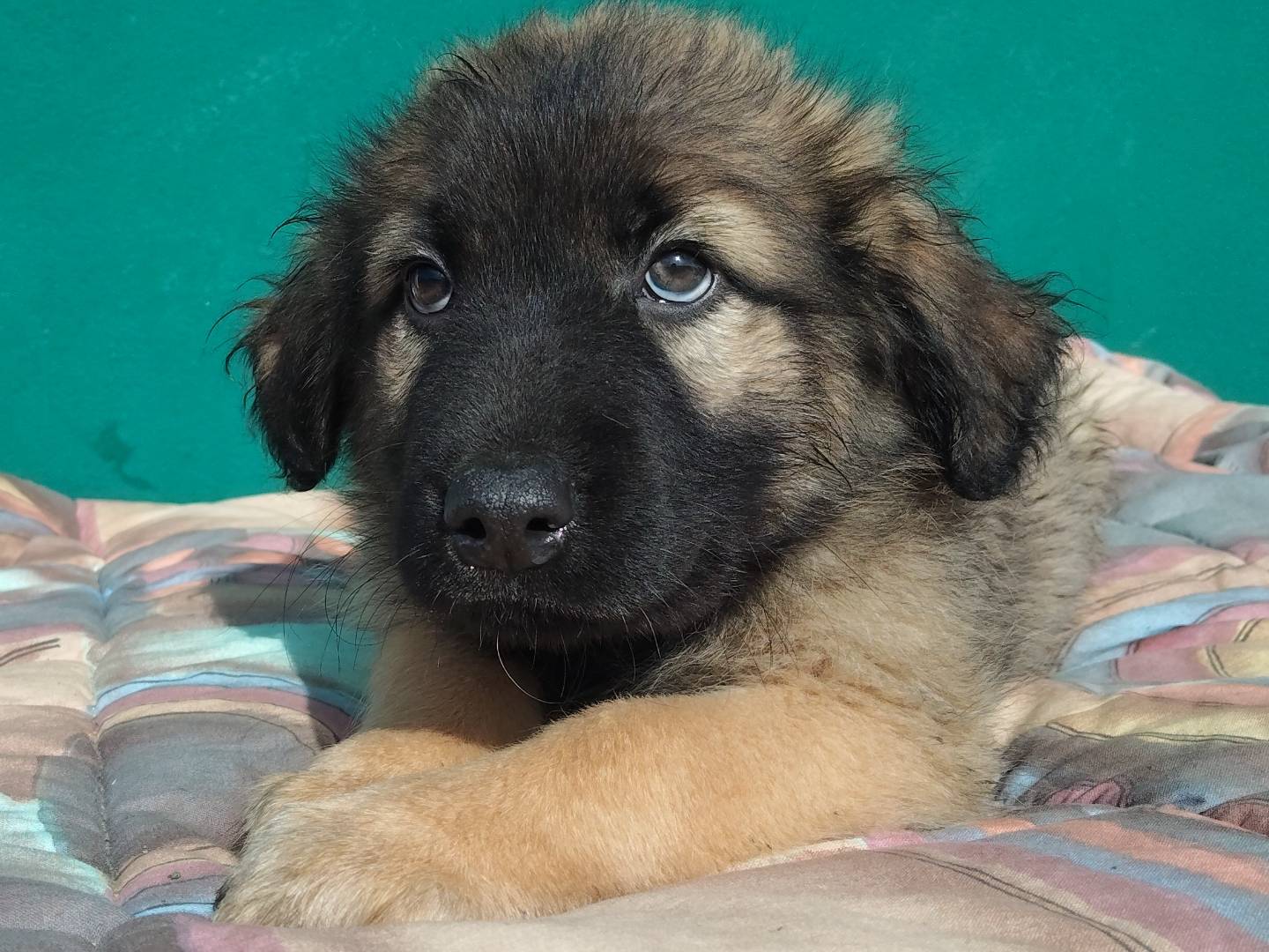 Adotta un cane, maschio, 1 mesi, Bergamo