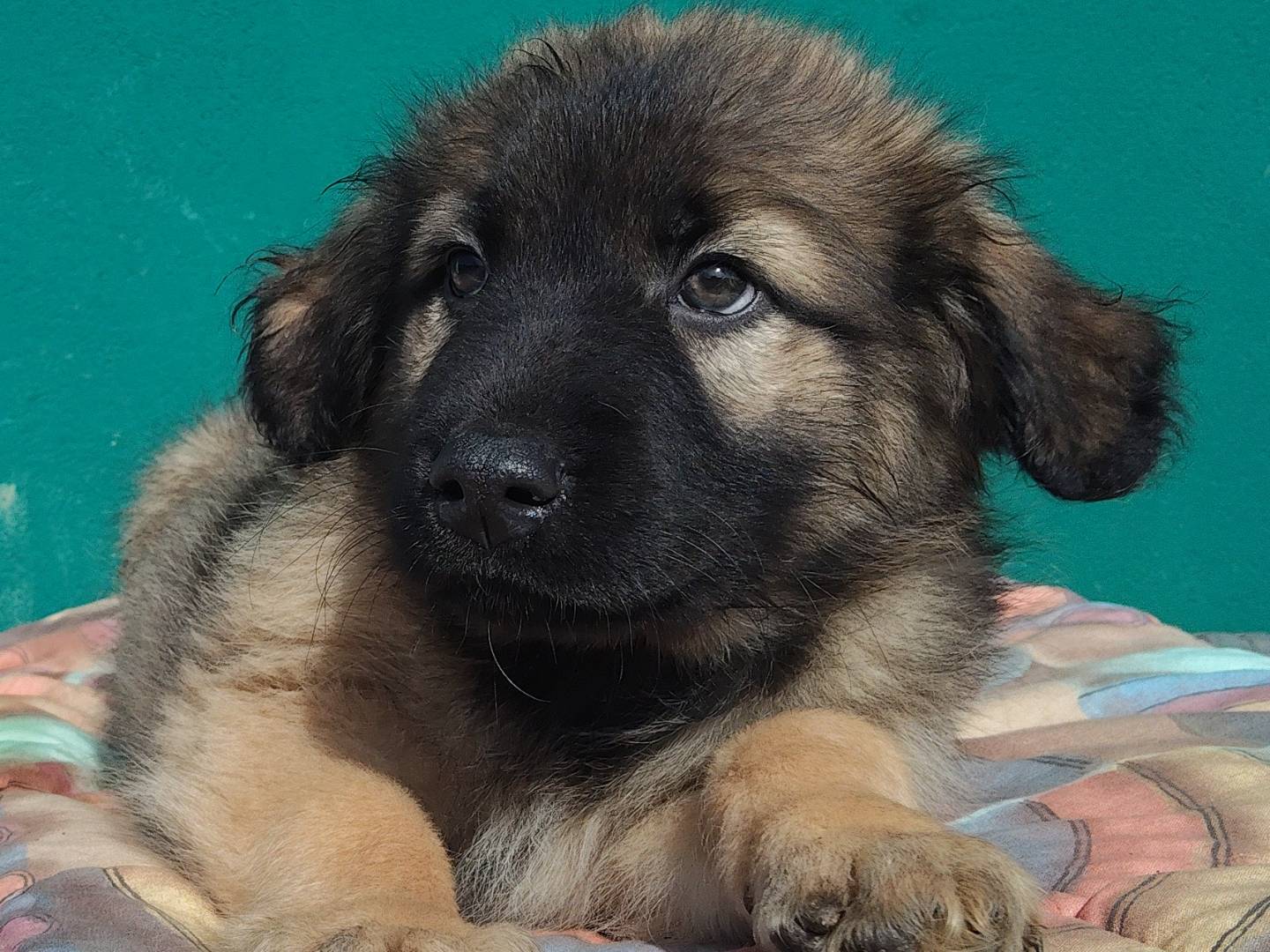 Adotta un cane, taglia media, maschio, Bergamo