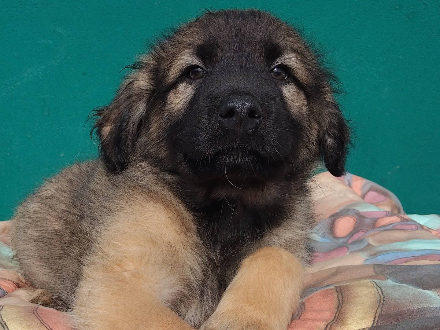 Vuoi adottare un cane a Bergamo?