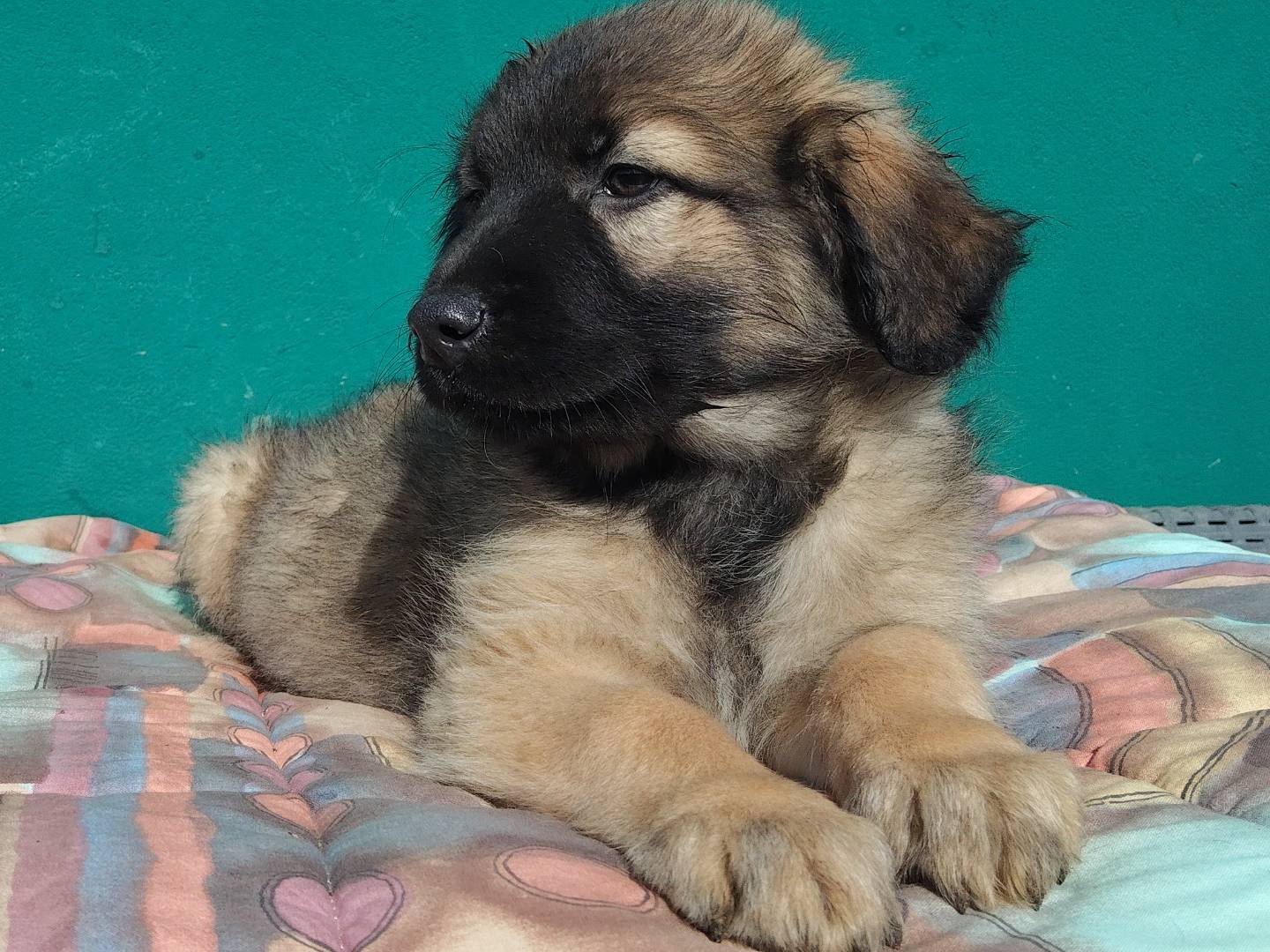 Adotta il cane ATLAS  a Bergamo