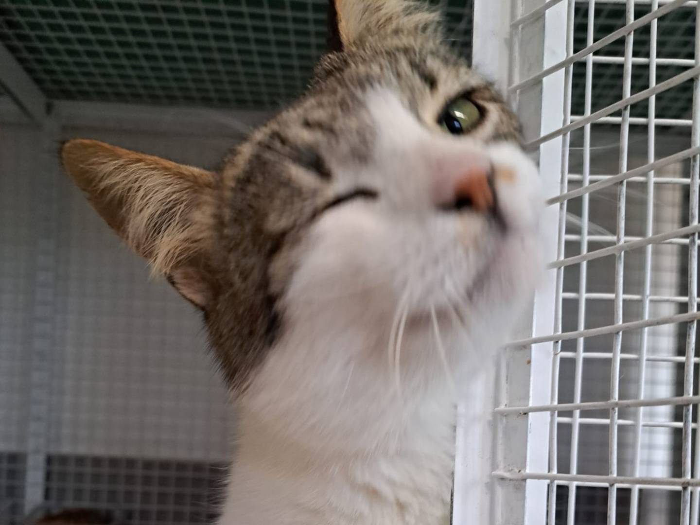 Adozione gatto, femmina, Razza sconosciuta Razza sconosciuta, 3 anni, taglia non valida, Milano