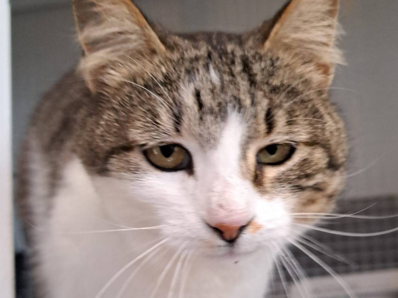 Adotta un gatto, femmina, 3 anni, Milano