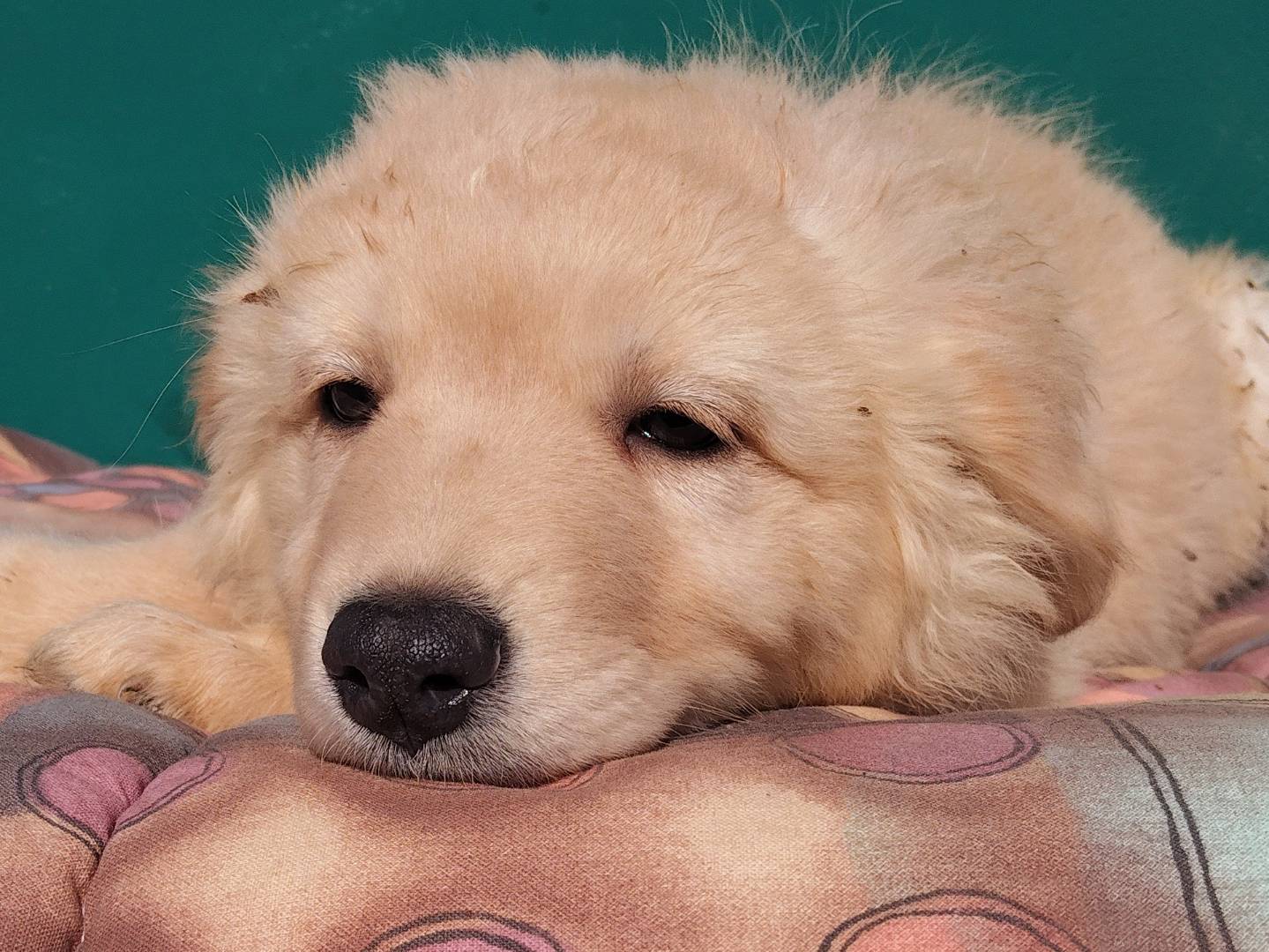 Adotta un cane, femmina, 2 mesi, Milano